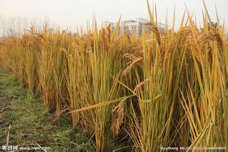 青冈县致富增收产业之二水稻产业